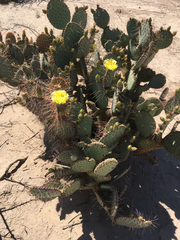 Opuntia gosseliniana