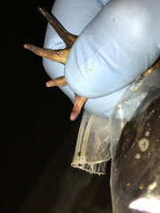 Batrachochytrium dendrobatidis