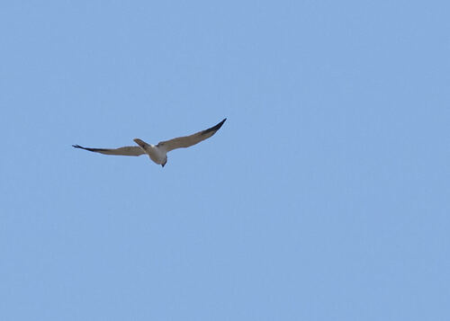 iNaturalist image