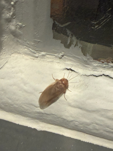 Hairy Desert Cockroach