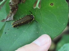 Battus polydamas