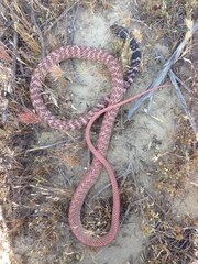 Masticophis flagellum piceus