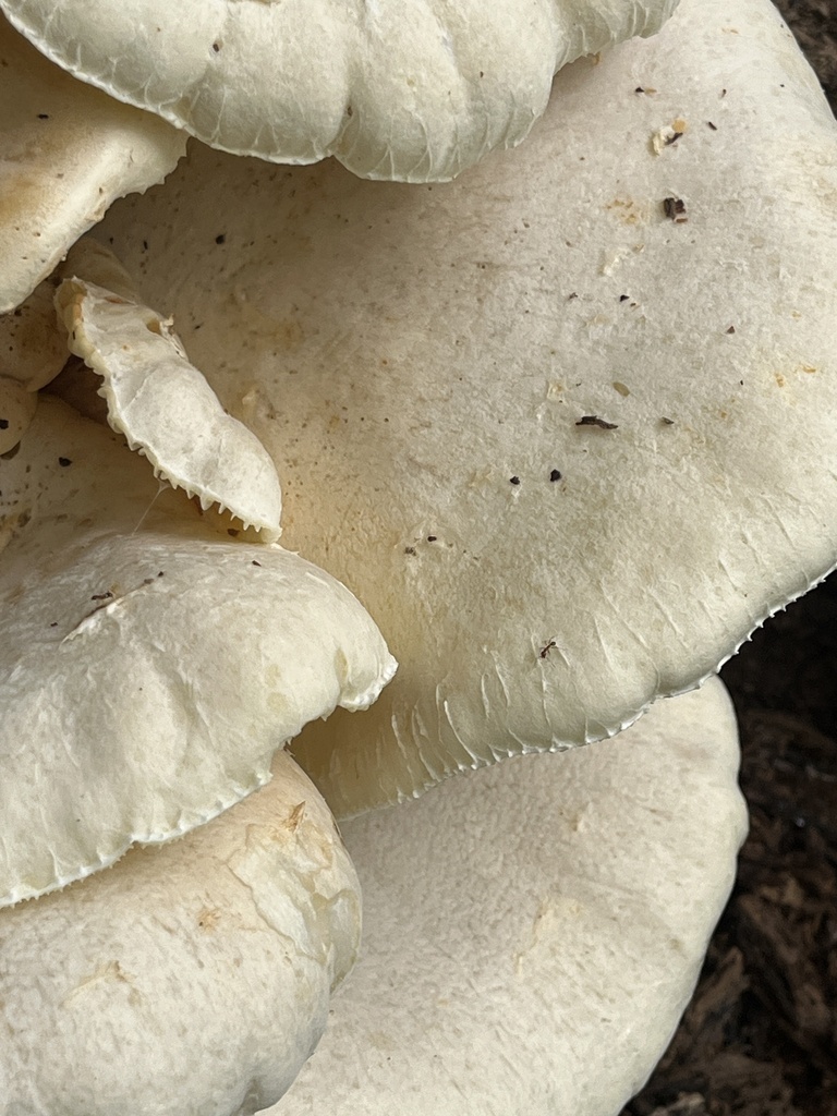 Lynx Paw Oyster · July 2026 · photo: Photo: no rights reserved · iNaturalist