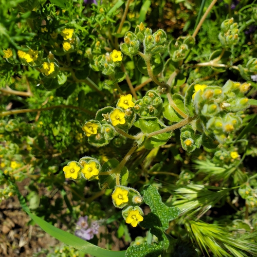 Image of Mentzelia micrantha by no rights reserved