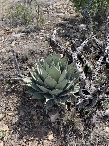 Agave parryi