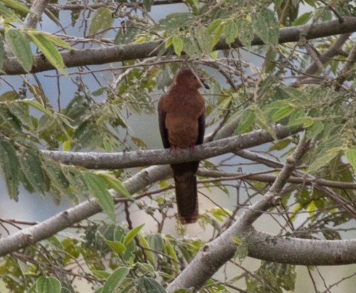 Bar-tailed Cuckoo-Dove (Macropygia nigrirostris), photo 2