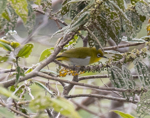 Papuan White-eye (Zosterops novaeguineae), photo 2