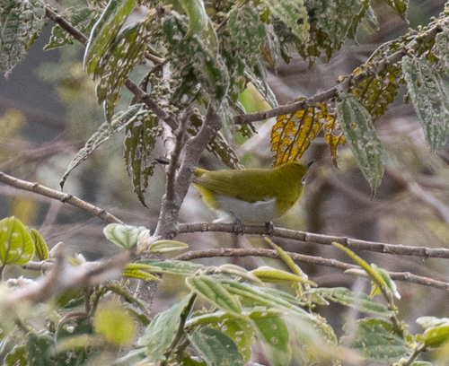 Papuan White-eye (Zosterops novaeguineae), photo 5