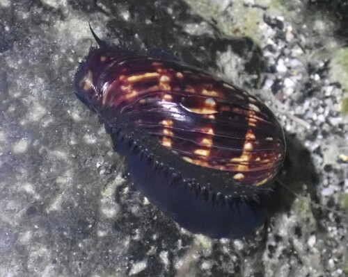 Mauritia mauritiana observed 2026-07-09