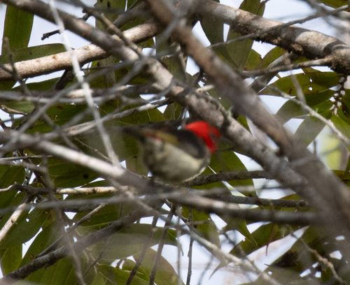 Mountain Myzomela (Myzomela adolphinae), photo 6