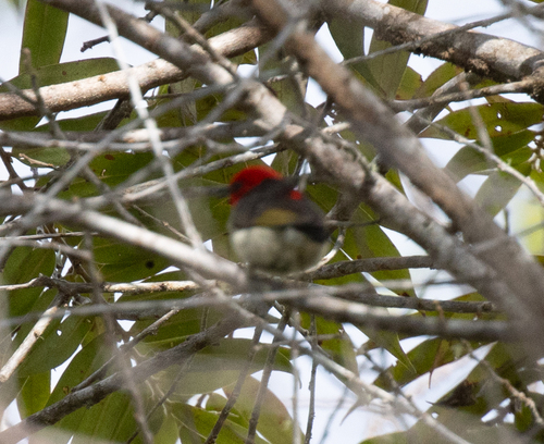 Mountain Myzomela (Myzomela adolphinae), photo 7