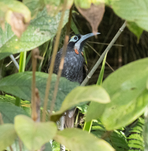 Yellow-browed Melidectes (Melidectes rufocrissalis)