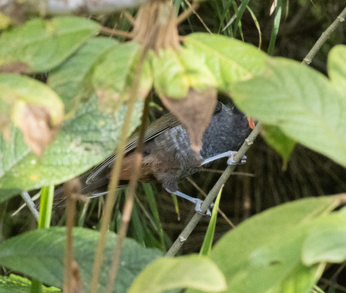 Yellow-browed Melidectes (Melidectes rufocrissalis), photo 2