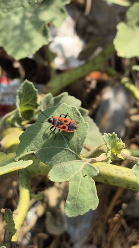 European Firebug