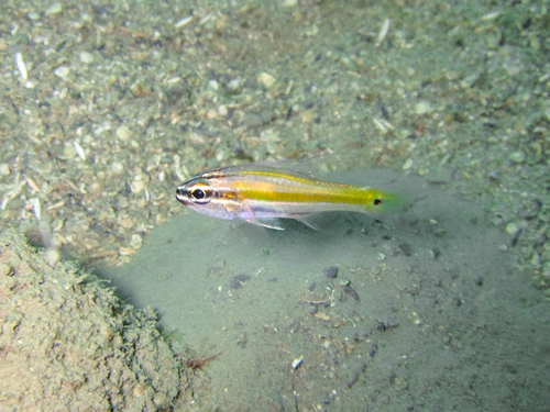 Cavite cardinalfish (Ostorhinchus cavitensis) — Apogonidae — 5