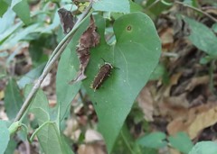 Battus polydamas