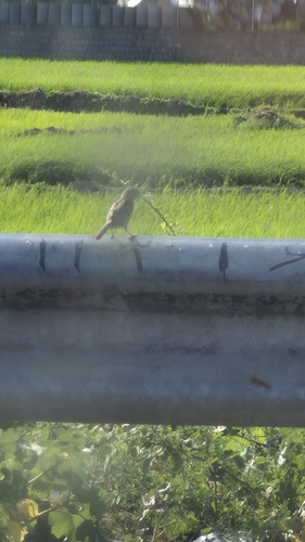 House Sparrow