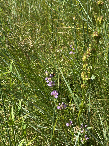 iNaturalist observation photo of Yellow-faced Bumble Bee