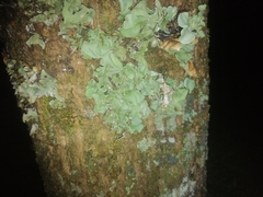 Ricasolia quercizans