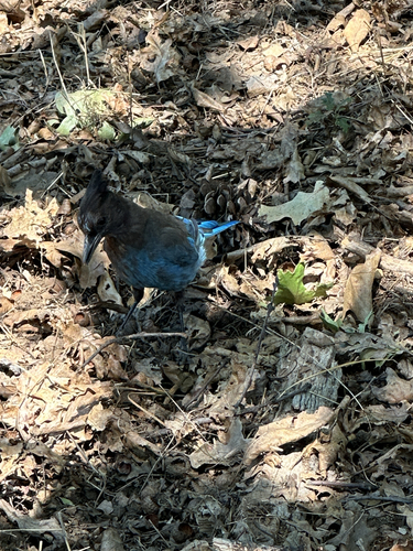 iNaturalist observation photo of Steller's Jay