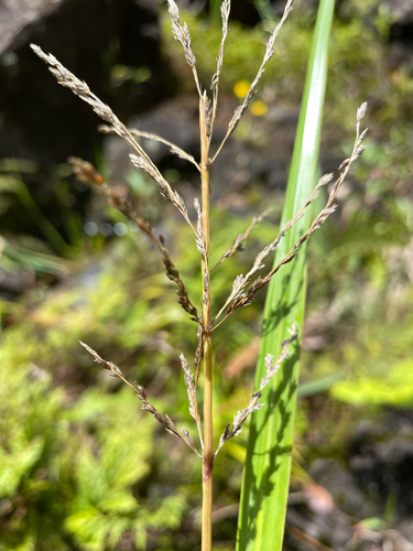Eragrostis grandis observed 2026-07-11