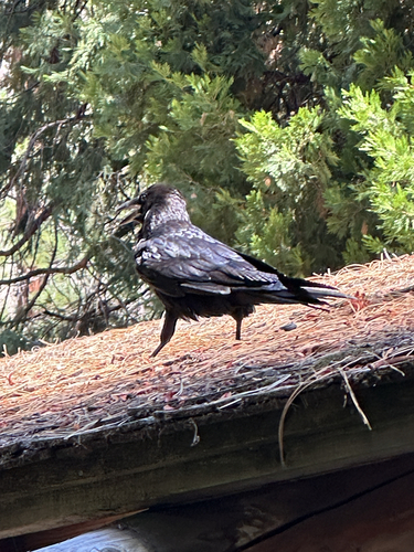 iNaturalist observation photo of Common Raven