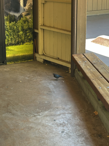 iNaturalist observation photo of Brewer's Blackbird
