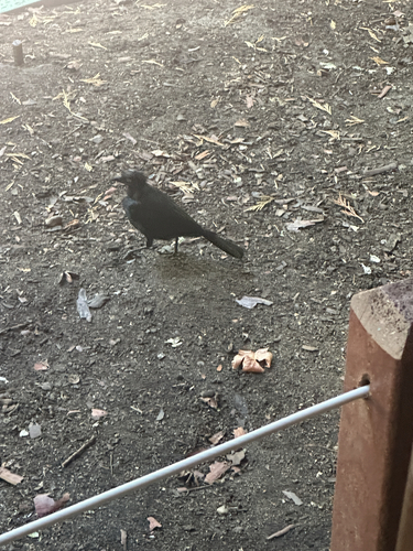 iNaturalist observation photo of Brewer's Blackbird