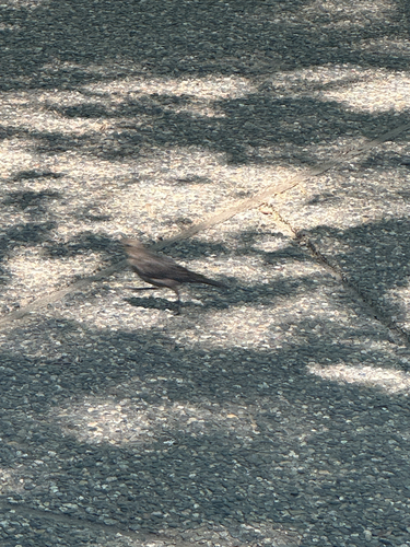 iNaturalist observation photo of New World Blackbirds and Orioles