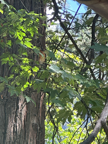 iNaturalist observation photo of Black-headed Grosbeak