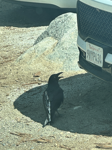 iNaturalist observation photo of Common Raven