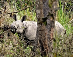 Rhinoceros unicornis