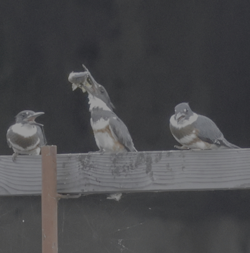 Belted Kingfisher photographed in Washington