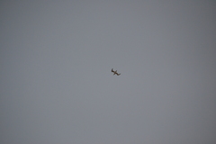 Leucophaeus pipixcan