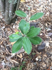 Pittosporum ralphii