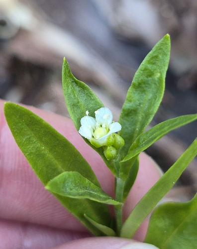 Moehringia macrophylla, 2026-07-15