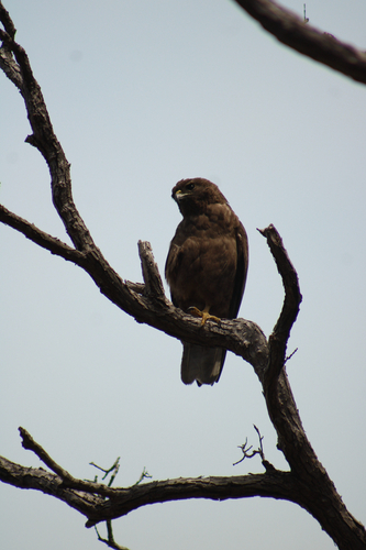 Buteo solitarius observed 2026-07-15