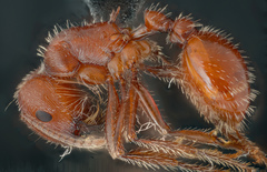 Pogonomyrmex subnitidus