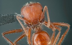 Pogonomyrmex subnitidus