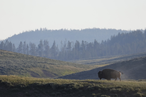 American Bison