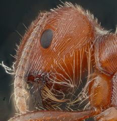 Pogonomyrmex subnitidus