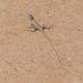Long-nosed Water Dragon - Photo (c) sea-kangaroo, some rights reserved (CC BY-NC-ND), uploaded by sea-kangaroo