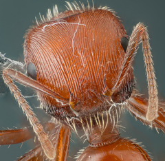 Pogonomyrmex subnitidus