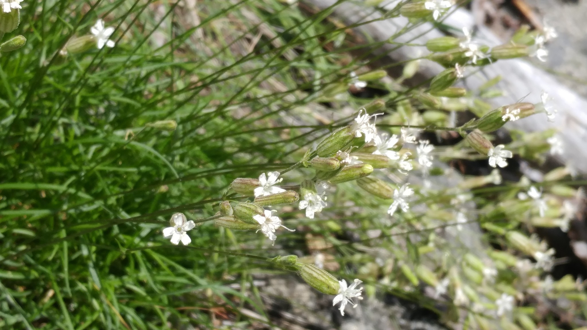 Silene douglasii var. rupinae
