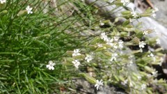 Silene douglasii rupinae