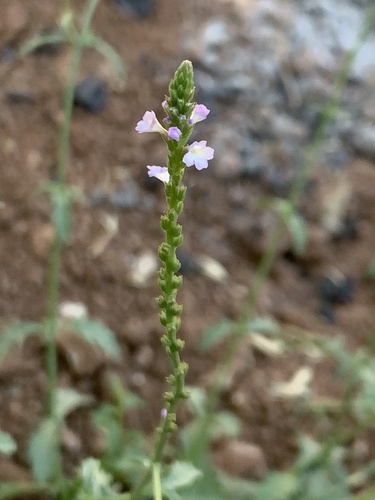 Common vervain