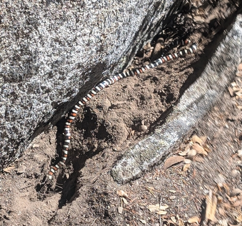 iNaturalist observation photo of California Mountain Kingsnake