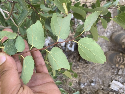 Celtis glabrata