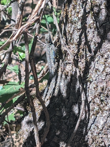 iNaturalist observation photo of Western Fence Lizard