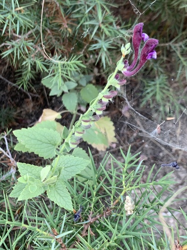 Scutellaria megalaspis